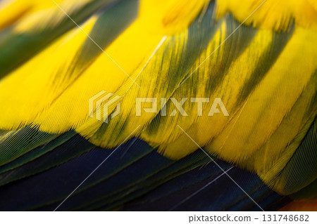 Yellow Macaw feather. texture or background. Yellow Macaw feather. texture or background. 131748682