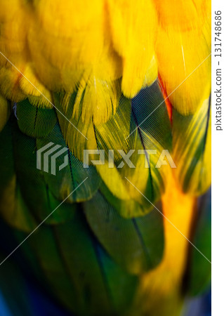 Yellow Macaw feather. texture or background. Yellow Macaw feather. texture or background. 131748686