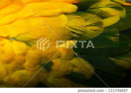 Yellow Macaw feather. texture or background. 131748687