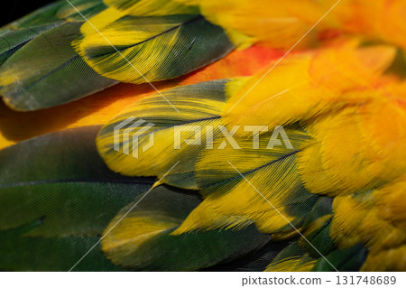 Yellow Macaw feather. texture or background. 131748689