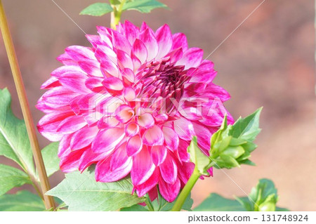 大麗花花 大麗花花 131748924