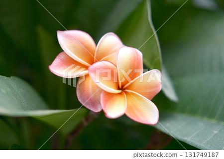Plumeria shining in the summer sun 131749187