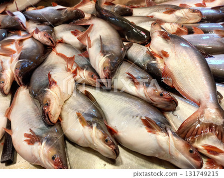 Many Pangasius fish (Pangas catfish) in the market. fresh fish at the market Many Pangasius fish (Pangas catfish) in the market. fresh fish at the market 131749215