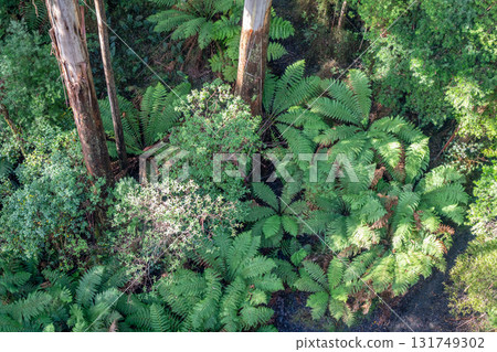 Lush green ferns in Great Otway National Park, Victoria, Australia Lush green ferns in Great Otway National Park, Victoria, Australia 131749302