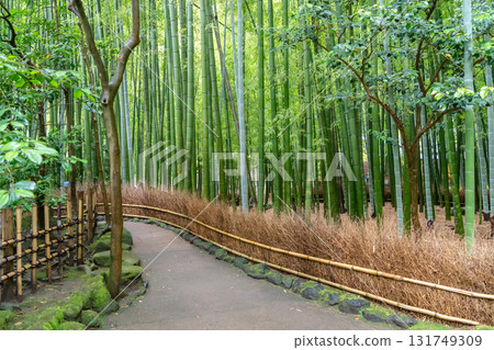 Bamboo forest at Hokoku-ji Shrine in Kamakura, Japan 131749309