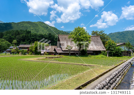 Traditional houses and rice fields in Shirakawa-go, rural Japan 131749311