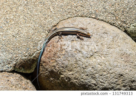 Japanese five-lined skink lizard sunbathing on a rock in Shirakawa-go 131749313