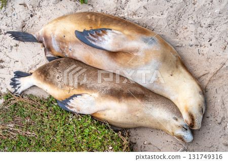Sea lion couple resting on the beach at Seal Bay, Kangaroo Island, Australia Sea lion couple resting on the beach at Seal Bay, Kangaroo Island, Australia 131749316
