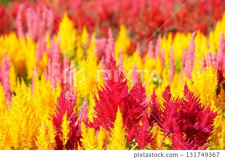 Colorful cockscomb flowers Colorful cockscomb flowers 131749367