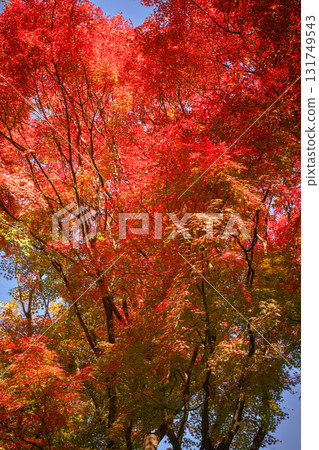 Autumn leaves dyed bright red against the autumn sky Autumn leaves dyed bright red against the autumn sky 131749543