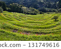 Autumn rice terraces overlooked from the top 131749616