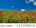 A path lined with red spider lilies and the autumn sky 131749619