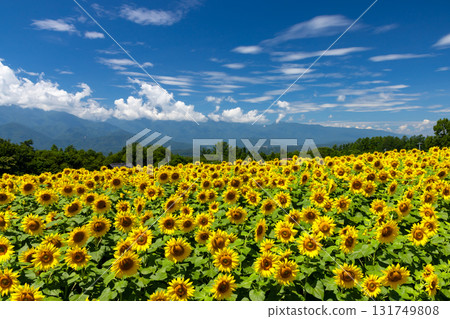 山梨縣北杜市明野町麻尾～明野向日葵節～向日葵田與南阿爾卑斯山 131749808