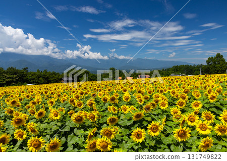山梨縣北杜市明野町麻尾～明野向日葵節～向日葵田與南阿爾卑斯山 131749822