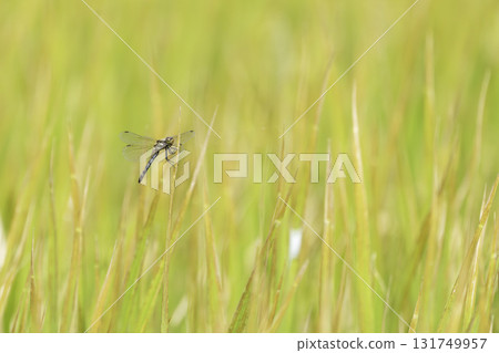 Golden fields and red dragonflies near harvest Golden fields and red dragonflies near harvest 131749957