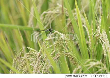 Golden fields and dragonflies nearing harvest Golden fields and dragonflies nearing harvest 131749965