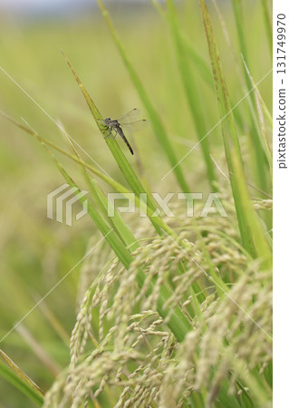 金色的田野和蜻蜓即將收穫 金色的田野和蜻蜓即將收穫 131749970