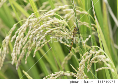 金色的田野和蜻蜓即將收穫 金色的田野和蜻蜓即將收穫 131749971