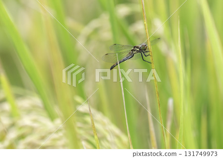 Golden fields and dragonflies nearing harvest 131749973