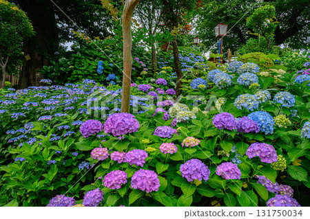 Bunkyo Hydrangea Festival 131750034