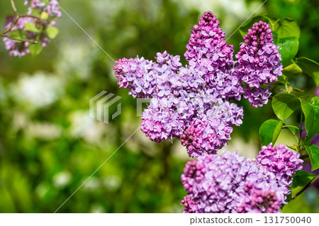 branch with lilac spring flowers, bright blooms of spring lilacs bush, soft focus, closeup branch with lilac spring flowers, bright blooms of spring lilacs bush, soft focus, closeup 131750040