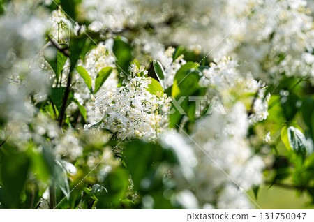 branch with white lilac spring flowers, bright blooms of spring lilacs bush, soft focus, closeup 131750047