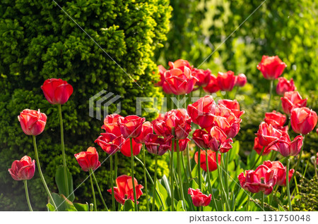 Close up of red tulips flowers with green leaves in the park outdoor, soft focus, bokeh 131750048