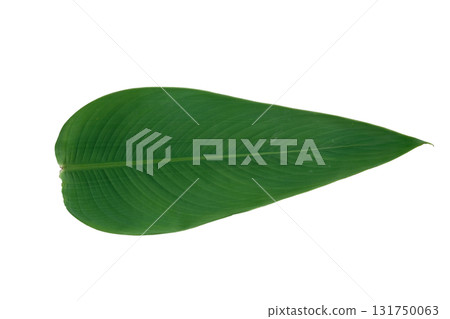 Tropical Green Leaf of Hardy Water Canna Tropical Green Leaf of Hardy Water Canna 131750063