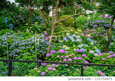 Bunkyo Hydrangea Festival Bunkyo Hydrangea Festival 131750073