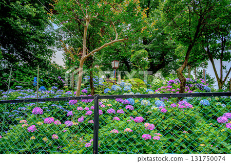 文京繡球節 131750074