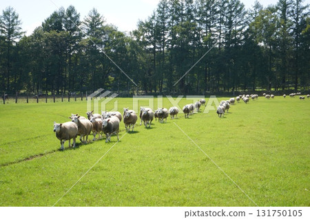 Sheep's March 131750105