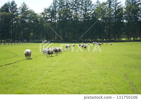 羊的三月 131750106