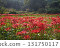 A cluster amaryllis blooming in satoyama 131750117