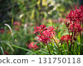 A cluster amaryllis 131750118