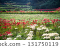 Red and white cluster amaryllis after the rice harvest 131750119
