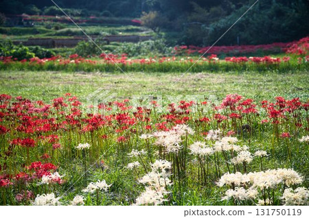 Red and white cluster amaryllis after the rice harvest 131750119