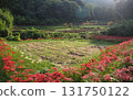 Cluster amaryllis surrounding a rice field after the rice harvest 131750122