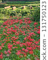 Straw Hat and Red Spider Lily 131750123