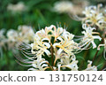 White spider lilies in full bloom 131750124