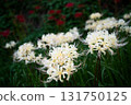 Dazzling white cluster amaryllis 131750125