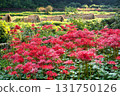 Autumn harvest and red spider lilies 131750126