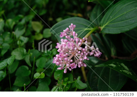 Medinilla speciosa in bloom. Pink flower Medinilla speciosa in bloom. Pink flower 131750139