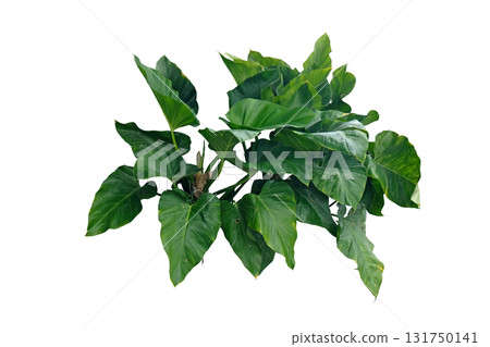 Philodendron Imperial Green 131750141