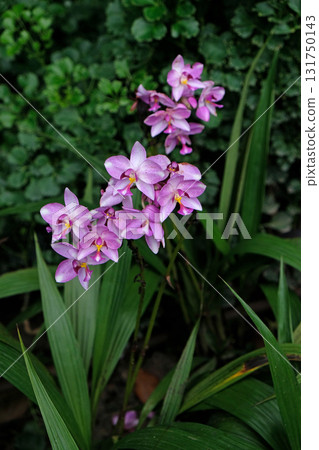 Philippine Ground Orchid (Spathoglottis plicata) Philippine Ground Orchid (Spathoglottis plicata) 131750143