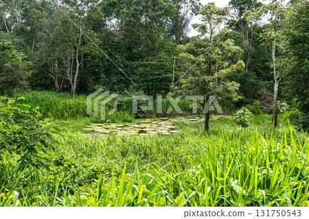 River boat trip at Parana do Mamori in the Amazon rainforest about 100 km south of Manaus in Brazil 131750543
