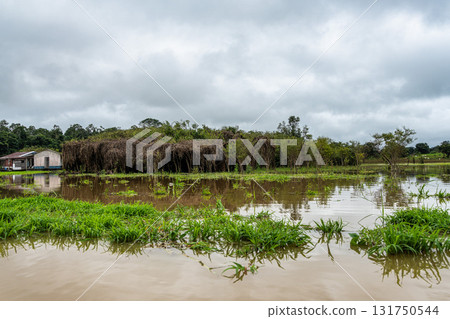 River boat trip at Parana do Mamori in the Amazon rainforest about 100 km south of Manaus in Brazil 131750544