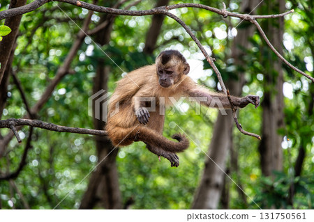 Little monkeys at the broom village in Vassouras, Barreirinhas, Maranhao, Brazil 131750561