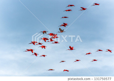 Scarlet ibis flying back home to their sleeping place, Revoada dos guaras on the Delta of the Parnaiba River in Brazil 131750577