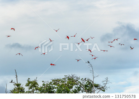 Scarlet ibis flying back home to their sleeping place, Revoada dos guaras on the Delta of the Parnaiba River in Brazil Scarlet ibis flying back home to their sleeping place, Revoada dos guaras on the Delta of the Parnaiba River in Brazil 131750578