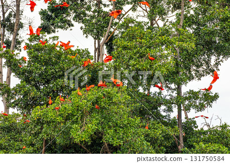 Scarlet ibis flying back home to their sleeping place, Revoada dos guaras on the Delta of the Parnaiba River in Brazil 131750584